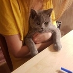 Подробнее об объявлении «Пропал кот Москва» Фото: пропала кошка Британская короткошерстная «Пропал кот Москва» в г. Москва