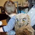 Подробнее об объявлении «Мытищи Пропало домашнее животное сова сплюшка» Фото: пропало другое животное  «Мытищи Пропало домашнее животное сова сплюшка» в г. Мытищи