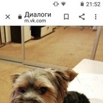 Подробнее об объявлении «Пропала собака кобель очень ждёт ребенок Пермь» Фото: пропала собака Йоркширский терьер «Пропала собака кобель очень ждёт ребенок Пермь» в г. Пермь