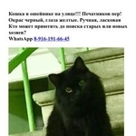 Подробнее об объявлении «Москва Найдена кошка черная пушистая с ошейником» Фото: найдена кошка  «Москва Найдена кошка черная пушистая с ошейником» в г. Москва
