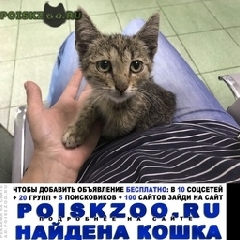 Подробнее об объявлении «Москва Найдена кошка котенок, - мес. девочка» Фото: найдена кошка  «Москва Найдена кошка котенок, - мес. девочка» в г. Москва
