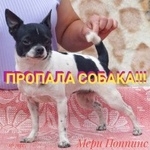 Подробнее об объявлении «Барнаул Пропала собака чихуахуа сука черно-белая» Фото: пропала собака Чихуахуа «Барнаул Пропала собака чихуахуа сука черно-белая» в г. Барнаул