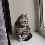 Подробнее об объявлении «Ангарск Пропал котенок, мальчик» Фото: пропала кошка Скоттиш страйт (шотландская прямоухая) «Ангарск Пропал котенок, мальчик» в г. Ангарск