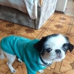 Подробнее об объявлении «Пропала собака кобель Санкт-Петербург» Фото: пропала собака Японский хин «Пропала собака кобель Санкт-Петербург» в г. Санкт-Петербург