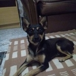 Подробнее об объявлении «Анапа Пропала собака кобель» Фото: пропала собака Карликовый пинчер «Анапа Пропала собака кобель» в г. Анапа