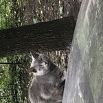 Подробнее об объявлении «Москва Найдена кошка кот или кошка ул. давыдковская» Фото: найдена кошка Русская голубая «Москва Найдена кошка кот или кошка ул....» в г. Москва