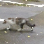 Подробнее об объявлении «Москва Найдена кошка» Фото: найдена кошка  «Москва Найдена кошка» в г. Москва