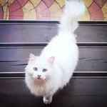 Подробнее об объявлении «Пропала кошка снежка Орехово-Зуево» Фото: пропала кошка  «Пропала кошка снежка Орехово-Зуево» в г. Орехово-Зуево