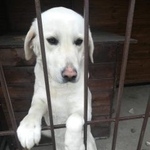 Подробнее об объявлении «Пропала собака Аксай (Ростовская обл.)» Фото: пропала собака Лабрадор ретривер «Пропала собака Аксай (Ростовская обл.)» в г. Аксай (Ростовская обл.)