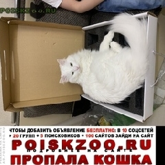 Подробнее об объявлении «Пропал кот Новосибирск» Фото: пропала кошка  «Пропал кот Новосибирск» в г. Новосибирск