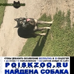 Подробнее об объявлении «Найдена собака кобель д. крюково Заокский» Фото: найдена собака  «Найдена собака кобель д. крюково Заокский» в г. Заокский
