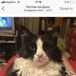 Подробнее об объявлении «Пропала кошка Ростов-на-Дону» Фото: пропала кошка  «Пропала кошка Ростов-на-Дону» в г. Ростов-на-Дону