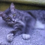 Подробнее об объявлении «Пропала кошка Москва» Фото: пропала кошка  «Пропала кошка Москва» в г. Москва