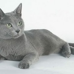 Подробнее об объявлении «Москва Найдена кошка русская голубая ул. новокузнецкая» Фото: найдена кошка Русская голубая «Москва Найдена кошка русская голубая ул....» в г. Москва