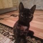 Подробнее об объявлении «Найдена кошка Курган» Фото: найдена кошка  «Найдена кошка Курган» в г. Курган