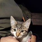 Подробнее об объявлении «Найдена кошка Курган» Фото: найдена кошка  «Найдена кошка Курган» в г. Курган