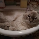 Подробнее об объявлении «Пропал кот в мкр. шихово бело-серый кот Звенигород» Фото: пропала кошка Тайская «Пропал кот в мкр. шихово бело-серый кот Звенигород» в г. Звенигород