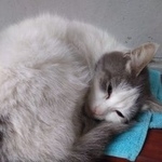 Подробнее об объявлении «Найдена кошка Королев» Фото: найдена кошка  «Найдена кошка Королев» в г. Королев