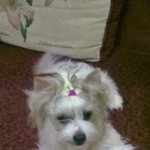 Подробнее об объявлении «Пропала собака Ульяновск» Фото: пропала собака Йоркширский терьер «Пропала собака Ульяновск» в г. Ульяновск