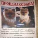 Подробнее об объявлении «Пропала собака кобель Нижний Новгород» Фото: пропала собака Померанский шпиц «Пропала собака кобель Нижний Новгород» в г. Нижний Новгород