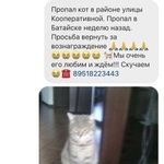 Подробнее об объявлении «Пропал кот Ростов-на-Дону» Фото: пропала кошка  «Пропал кот Ростов-на-Дону» в г. Ростов-на-Дону