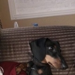 Подробнее об объявлении «Пропала собака из смоленска, броня, 7 месяцев Санкт-Петербург» Фото: пропала собака Такса «Пропала собака из смоленска, броня, 7 месяцев...» в г. Санкт-Петербург