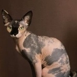 Подробнее об объявлении «Лобня Пропала кошка домашняя кошка» Фото: пропала кошка Канадский сфинкс «Лобня Пропала кошка домашняя кошка» в г. Лобня