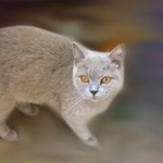 Подробнее об объявлении «Москва Найдена кошка» Фото: найдена кошка Британская короткошерстная «Москва Найдена кошка» в г. Москва