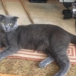Подробнее об объявлении «Пропал кот Москва» Фото: пропала кошка Британская короткошерстная «Пропал кот Москва» в г. Москва
