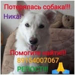 Подробнее об объявлении «Пропала собака ника пропавшая собака Голицыно (Московская обл.)» Фото: пропала собака  «Пропала собака ника пропавшая собака Голицыно...» в г. Голицыно (Московская обл.)
