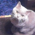 Подробнее об объявлении «Бердск Пропал кот британский кот» Фото: пропала кошка Британская короткошерстная «Бердск Пропал кот британский кот» в г. Бердск