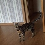Подробнее об объявлении «Пропала кошка кошке требуется лечение Москва» Фото: пропала кошка Бенгальская «Пропала кошка кошке требуется лечение Москва» в г. Москва