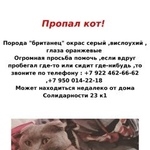 Подробнее об объявлении «Пропала кошка вислоухий Санкт-Петербург» Фото: пропала кошка  «Пропала кошка вислоухий Санкт-Петербург» в г. Санкт-Петербург