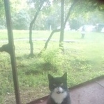 Подробнее об объявлении «Москва Найдена кошка в районе улицы болотниковская кот» Фото: найдена кошка  «Москва Найдена кошка в районе улицы...» в г. Москва