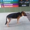 Подробнее об объявлении «Минск Найдена собака г, ст.м. малиновка» Фото: найдена собака  «Минск Найдена собака г, ст.м. малиновка» в г. Минск