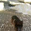 Подробнее об объявлении «Пропала собака кобель Ханты-Мансийск» Фото: пропала собака Немецкая овчарка «Пропала собака кобель Ханты-Мансийск» в г. Ханты-Мансийск