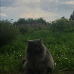 Подробнее об объявлении «Пропал кот в д. софьино, красная пахра Москва» Фото: пропала кошка  «Пропал кот в д. софьино, красная пахра Москва» в г. Москва