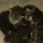 Подробнее об объявлении «Краснодар Найдено домашнее животное 4 новорожденных котенка» Фото: найдено другое животное  «Краснодар Найдено домашнее животное 4...» в г. Краснодар