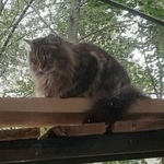 Подробнее об объявлении «Пропал кот кеша Москва» Фото: пропала кошка  «Пропал кот кеша Москва» в г. Москва