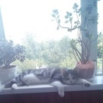 Подробнее об объявлении «Пропал кот кубик Москва» Фото: пропала кошка  «Пропал кот кубик Москва» в г. Москва