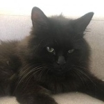 Подробнее об объявлении «Пропал кот Солнечногорск» Фото: пропала кошка  «Пропал кот Солнечногорск» в г. Солнечногорск