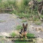 Подробнее об объявлении «Бронницы Пропала собака» Фото: пропала собака Немецкая овчарка «Бронницы Пропала собака» в г. Бронницы