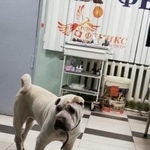 Подробнее об объявлении «Найдена собака Дмитров» Фото: найдена собака Шар-пей «Найдена собака Дмитров» в г. Дмитров