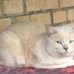 Подробнее об объявлении «Москва Найдена кошка кот» Фото: найдена кошка  «Москва Найдена кошка кот» в г. Москва