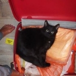 Подробнее об объявлении «Пропал кот черный кот в снт газовик Фряново» Фото: пропала кошка  «Пропал кот черный кот в снт газовик Фряново» в г. Фряново