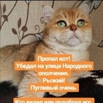 Подробнее об объявлении «Пропал кот Истра» Фото: пропала кошка Британская длинношерстная «Пропал кот Истра» в г. Истра