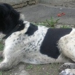 Подробнее об объявлении «Найдена собака кобель метис курцхаар Челябинск» Фото: найдена собака Курцхаар «Найдена собака кобель метис курцхаар Челябинск» в г. Челябинск