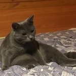 Подробнее об объявлении «Пропала кошка серая кошечка Москва» Фото: пропала кошка  «Пропала кошка серая кошечка Москва» в г. Москва