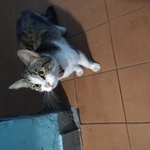 Подробнее об объявлении «Москва Найдена кошка» Фото: найдена кошка  «Москва Найдена кошка» в г. Москва