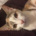 Подробнее об объявлении «Пропала кошка Москва» Фото: пропала кошка  «Пропала кошка Москва» в г. Москва